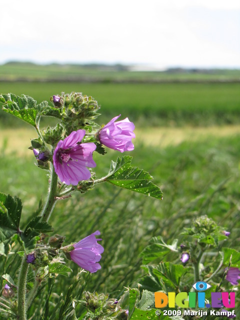 SX06677 Purple flower Common Mallow (Malva sylvestris)